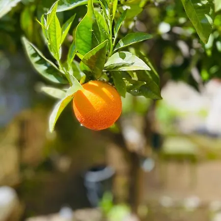 Il Giardino Di Iole Via Giovanni Amendola N36 3* Σάσαρι