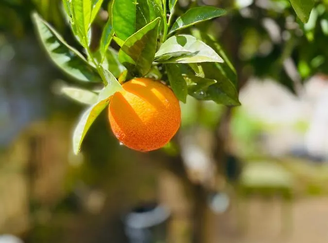Il Giardino Di Iole Via Giovanni Amendola N36 3* Sassari